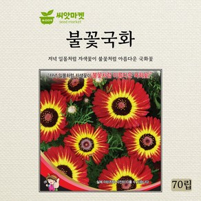 세계종묘 불꽃국화 일년생 씨앗 70립, 1개