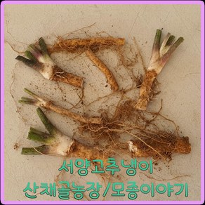 모종이야기 서양 고추냉이 모종 / 뿌리분얼 4~5cm 1개500원