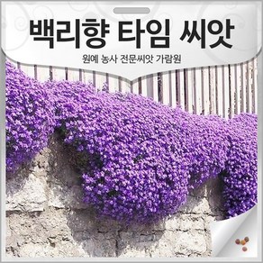 우리꽃 백리향 씨앗 백리향씨 타임 종자 타임씨 100알, 1개