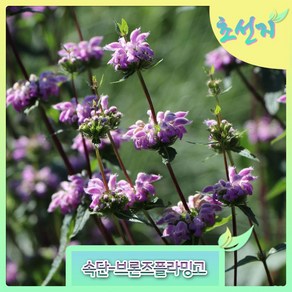 [초선지] 속단 phlomis tuberosa Bronze Flamingo 야생화 정원