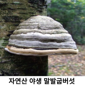 국내산 야생 자연산 말굽버섯 500g 말굽 1kg 원물 절편 국산 신선한 말발굽버섯 약재 건재(절단) 약용버섯, 1개