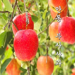 [신선무료배송] 경북 안동 고당도 부사 사과 가정용 소과 중과 대과 4kg 5kg [제주땡큐베리팜], 1박스, 경북 사과 4kg+4kg (중소과)