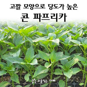 [모종심는아빠] 고깔 모양으로 당도가 높은 콘 파프리카 모종, 3개, 옐로우콘모종