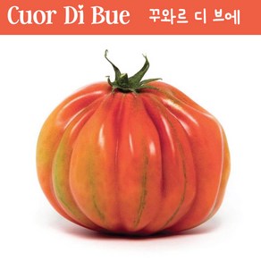 꾸와르 디 브에 Cuoe Di Bue 달콤한 희귀토마토 교육용 체험용세트, 1개