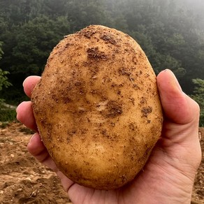 국내산 흙감자 수미감자 햇, 1박스, 흙감자(상)1kg