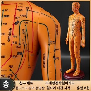 침구학 모델 경혈 해부모형 혈자리 침자리 자침 모형, A.구리색하드52cm남성모델