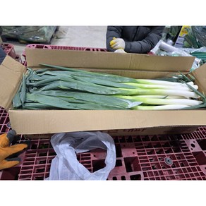 [프리미엄] 수입대파 중국산 깐대파10kg, 10kg, 1개