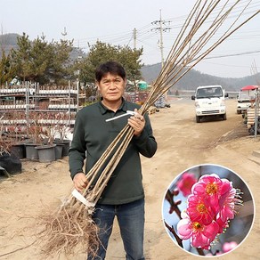 설중매 매화나무 묘목 접목1년생 상묘 특묘 관상수 조경용 원예 가든