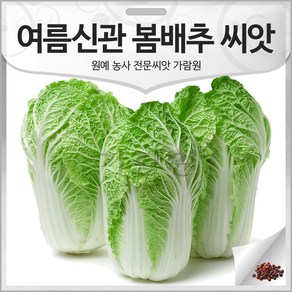 여름신관 봄 배추 씨앗 봄배추 종자 여름 2000알, 1개