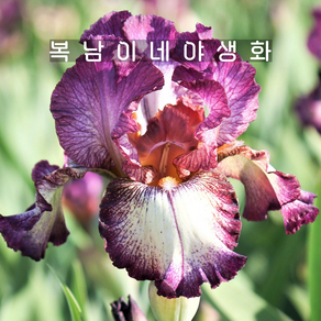 저먼아이리스 이노센트스타 [1포트 복남이네야생화 모종 붓꽃 iris]