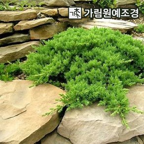 눈향나무 좀눈향 묘목 폭30cm 6치화분 가림원예조경, 1개