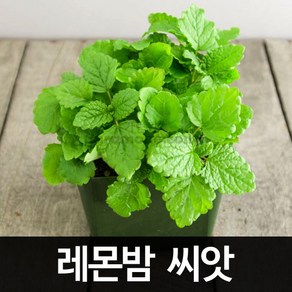 레몬밤 씨앗 허브 종자 향신료 채소 야채 씨 100알, 1개