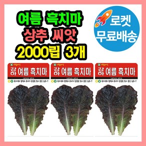 여름흑치마 상추 씨앗 (합 6000립) 종자, 3개