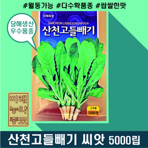 산천고들빼기 씨앗 5000립- 노지월동가능 국산 꼬들빼기 씨앗 씀바귀 씨앗, 1개