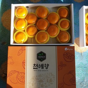 달콤함이 풍부한 제주 천혜향 제주도 농장 직송 당도 13브릭스 이상 과즙 풍부, 10kg 가정용, 1개