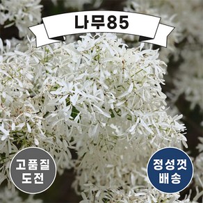 (나무85) 이팝나무 실생2년생 묘목 ( 3주묶음 ), 이팝나무 실생2년 묘목(3주묶음), 1개