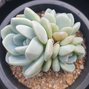 [수암다육] 은비 랜덤발송 Echeveria 다육 다육이 다육식물 618