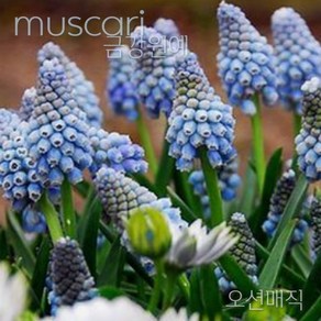 무스카리(Muscari )추식 구근 오션매직(1set-5구) 금강원예