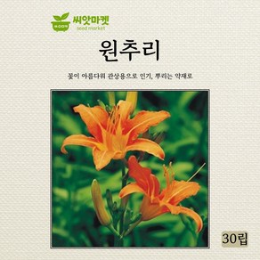 아람종묘 원추리 씨앗 30립, 1개