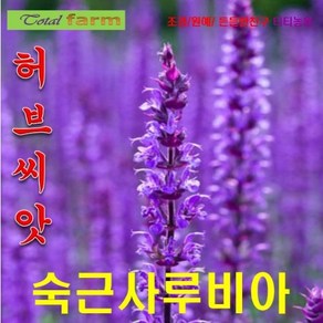 [꽃씨 허브씨앗] 숙근사루비아 30립, 1개