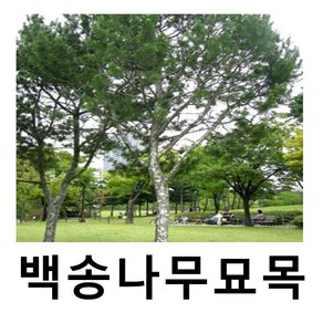 백송나무 묘목 키60cm, 1개