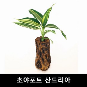 초야유목+산드리아 수초몰 초보자수초 자연수초 활착수초