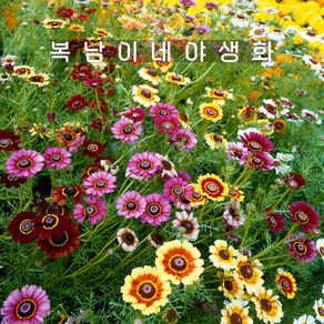 페인티드데이지 [4포트 복남이네야생화 모종 삼색데이지 painted daisy ], 4개