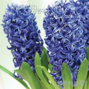 히아신스 추식 구근 입고(Hyacinth - 델프트블루)금강원예