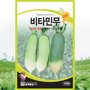 [모종심는아빠] 항산화 물질이 풍부한 가을 김장무 비타민무 종자 100립, 1개