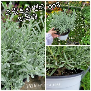 스윗트라벤더 외목대003 랜덤 공기정화식물/미세먼지/공기정화효과 공기정화식물, 1개