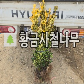 황금사철나무 묘목 키80-120cm 2주묶음