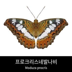 프로크리스네발나비표본 Moduza pocis