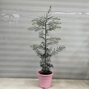 [다은꽃농원]찰랑찰랑 귀여운 가는잎아카시아 플로리다번다 대품 키우기쉬운 실내공기정화식물 인테리어, 1개