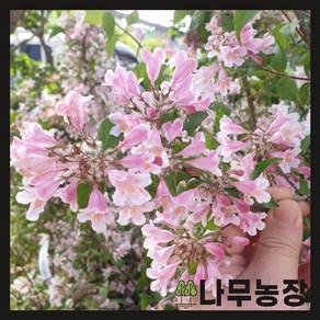 (나무농장) 위실나무(BEAUTY BUSH) 4치 장포트, 2개