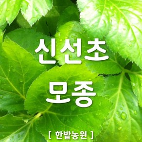 채소 모종 ~ 각종 묘종. 베란다 텃밭 세트 공기정화식물 허브 씨앗 채소모종 ~, H023 신선초 모종 1개