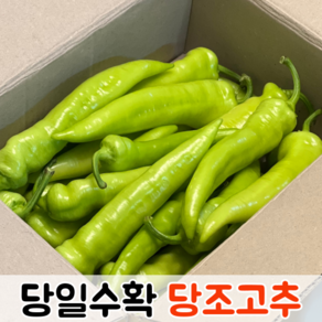 [당일수확] 국산 아삭아삭 혈당조절 체중조절 당조고추 1kg 2kg / 당뇨고추 혈당당고추 당고추 오이고추 당조고추1kg