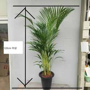 아레카야자 대형 120cm이상 가성비상품
