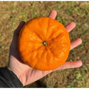 [백화점납품] 산지직송 제주 프리미엄 고당도 윈터프린스 천연 환타맛 12.5bix이상 명절선물 2kg 3kg 5kg, 1박스, 3kg (7-20과)