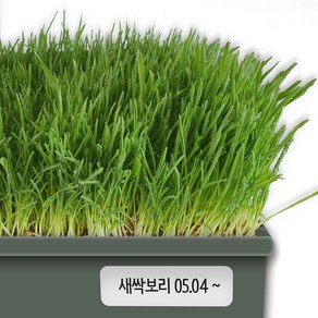 햇 겉보리 국내산 새싹보리 키우기 겉보리 보리새싹 키우기 500g, 1개