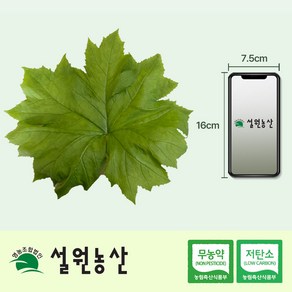 [친환경 저탄소] 병풍취(병풍쌈) 모종 5~6년 중 촉수 기준, 30개