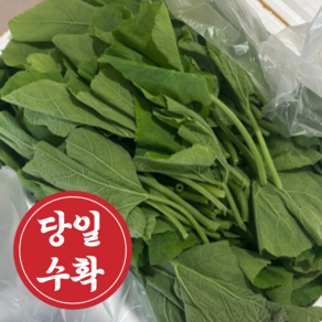 [재구매율90%]산지직송 국내산 햇 호박잎 쌈채소, 1박스, 400g