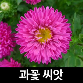 과꽃씨앗 과꽃 씨앗 꽃씨앗 꽃씨 aster seed 1000알