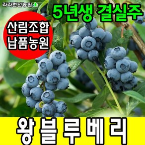 블루베리묘목 5년생 블루베리나무 과일나무