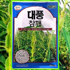 대풍참깨씨앗 3000립 참깨씨 참깨씨앗 가지깨 종자
