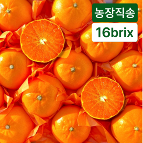 [달코롬농원] 당도선별 제주도 천혜향 가정용, 1개, 3kg (15과내외)