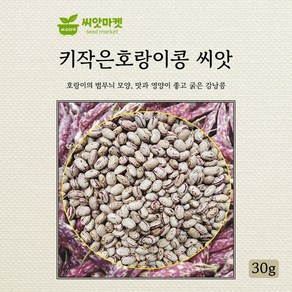 아람종묘 키작은 호랑이콩 씨앗 30g, 1개