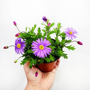 에덴플랜트 사계국화 보라 소품 야생화 다년초 노지월동 꽃식물 사계소국 정원 마당 화단꾸미기 하늘하늘, 1개