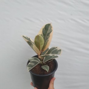 수채화고무나무 중품 30~50cm 89 반려식물 인기식물 a, 1개