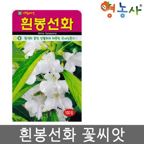 솔림텃밭몰 흰봉선화씨앗 100립 꽃씨앗 꽃씨 봉선화, 1개