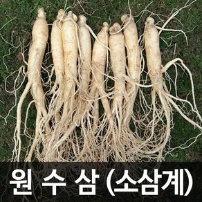 청명네이처 금산인삼 수삼 (원수삼) 소삼계 (375g) (23~30뿌리), 1개, 375g